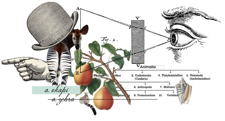 Collage with an eye focusing on a pointing hand, pears, an animal, a hat.  There is also a shell.