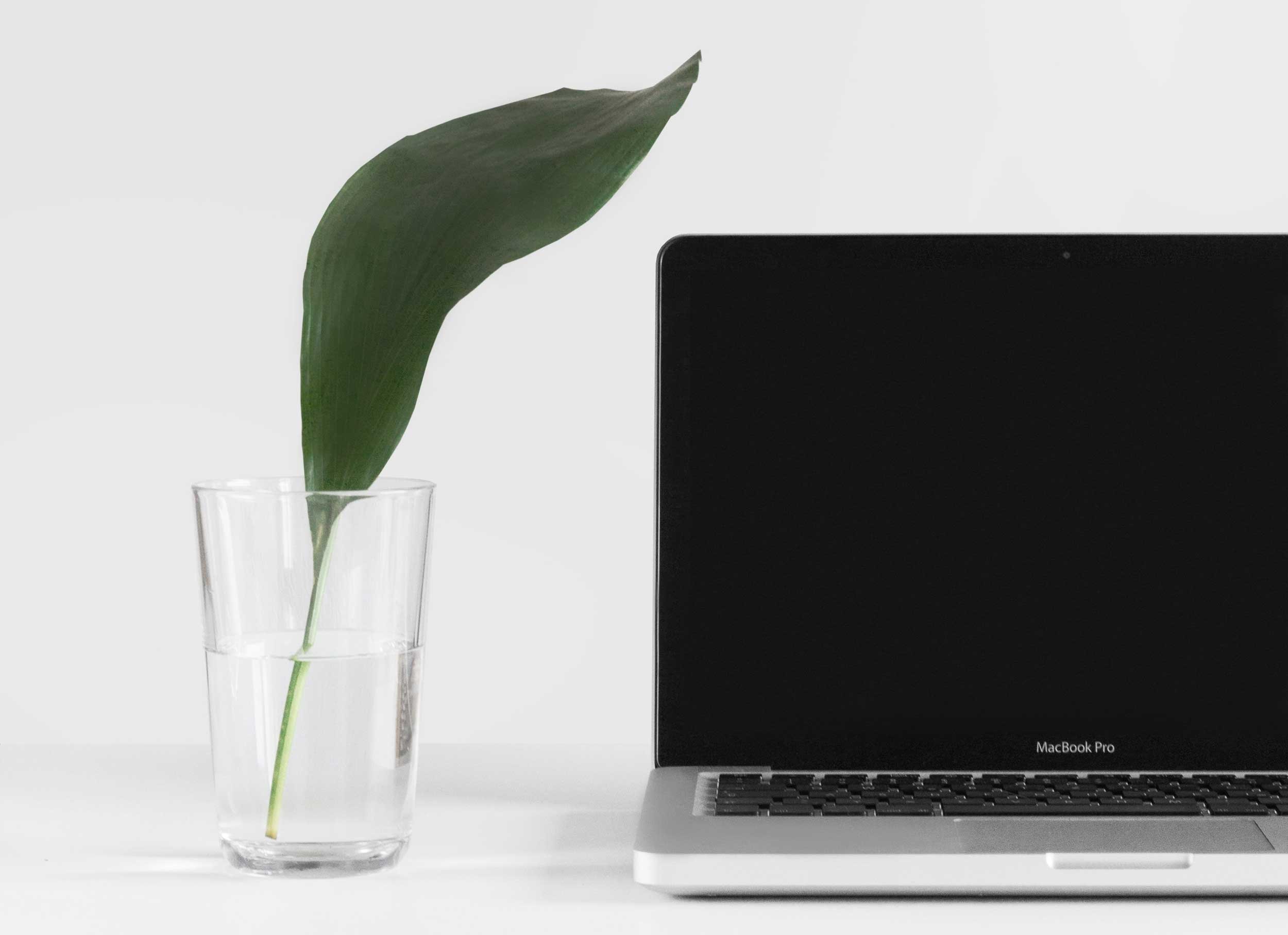 Large green leaf in a glass of water next to macbook pro