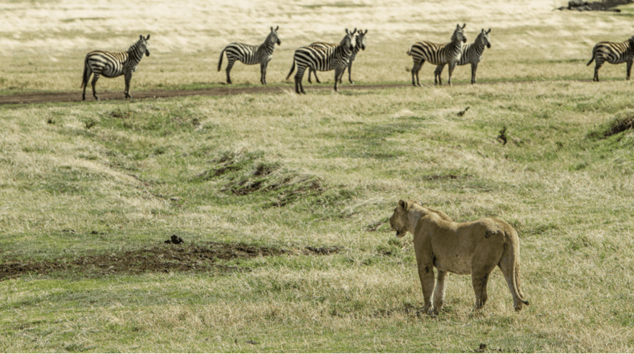 Sensing cheetah and prey