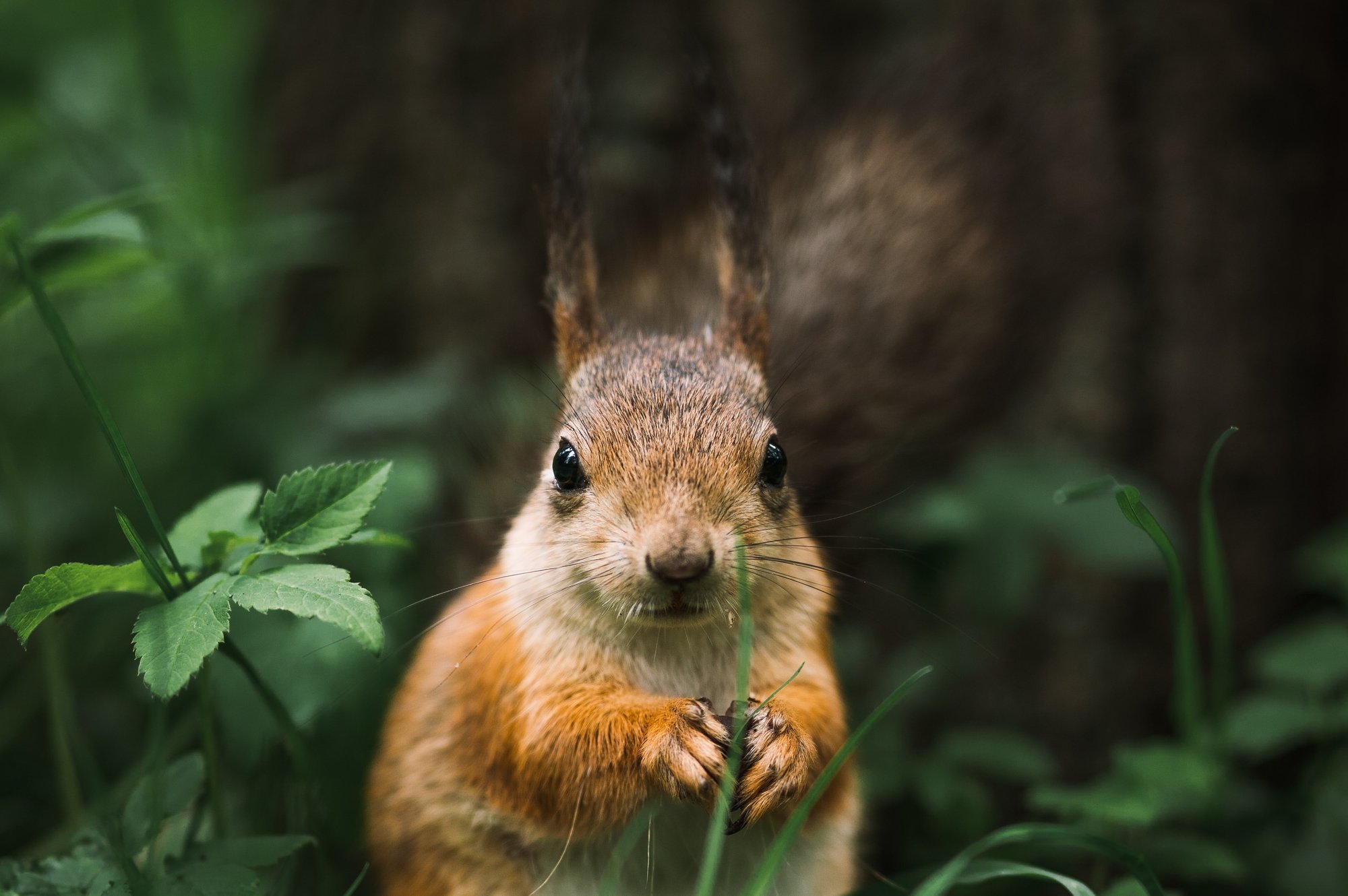 andrey-svistunov-JpQK_B7THMw-unsplash-1