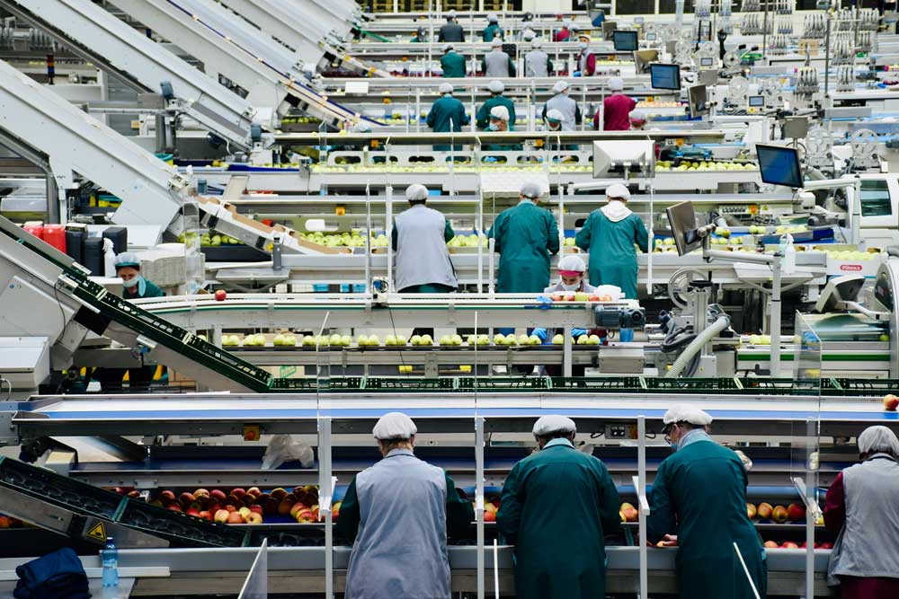 A large processing facility where workers are sorting and handling apples on conveyor belts.